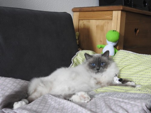 naturelvr69likes: julietterainbow: JULES , avant la sieste !!!!! @mostlycatsmostly .