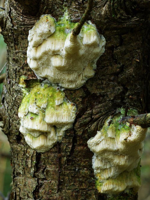 Antrodia serialis - a long-tubed polypore of dead conifer timbers.