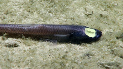 Bogleech:  Bogleech:  Look At The Eyes On The Deep Sea Fish Ipnops. They’re Some