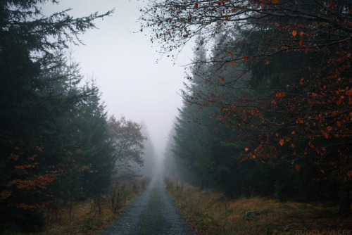 Autumn / Road / Fog by Rudolf Vlček