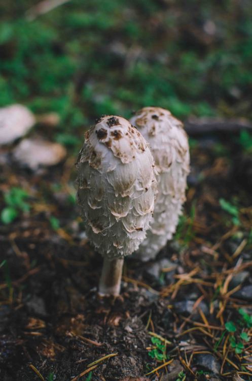 Shaggy Mane Mushrooms