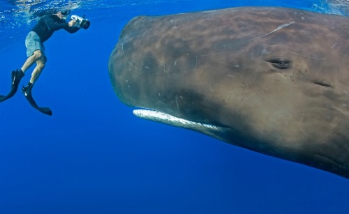 Porn photo orcinus-ocean:  Want to jump in?Humans swimming