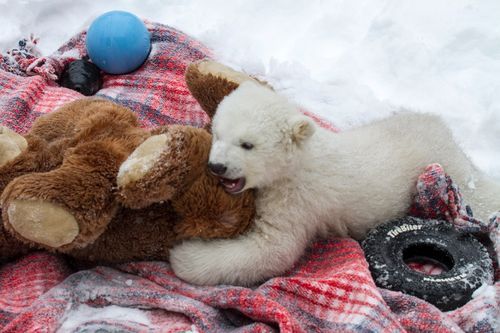 wolverxne:  On March 12, an Inuit hunter shot and killed a female Polar Bear near Point Lay, Alaska. When he realized it was a female, he searched for the den and found young Kali, a 3 - 4 month cub. The hunter then carried the cub to the Department of