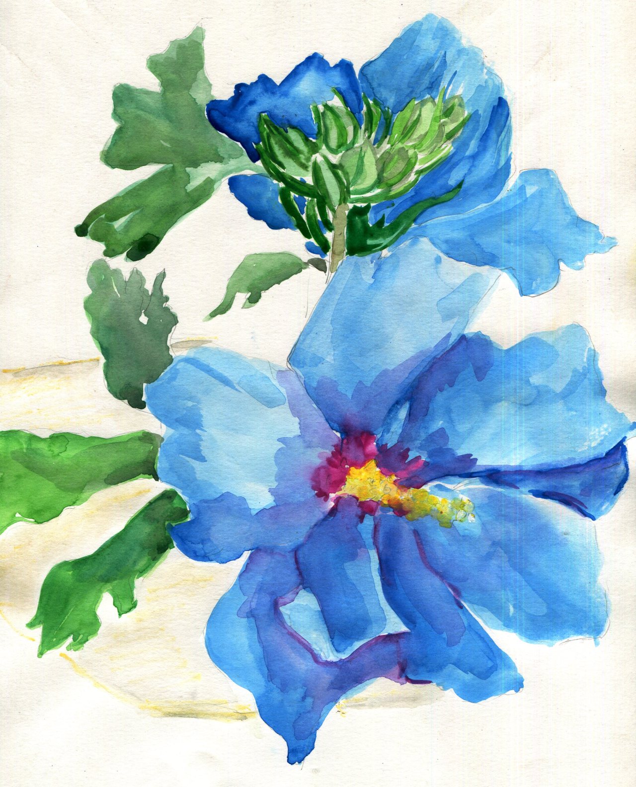 havekat: Azul Celeste Watercolor On Paper 2015, 9”x 12″ Rose Of Sharon, Hibiscus