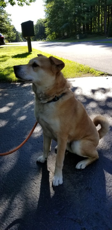 This is my friend Jack. He is good boy shibe mix. Such love. Wow.