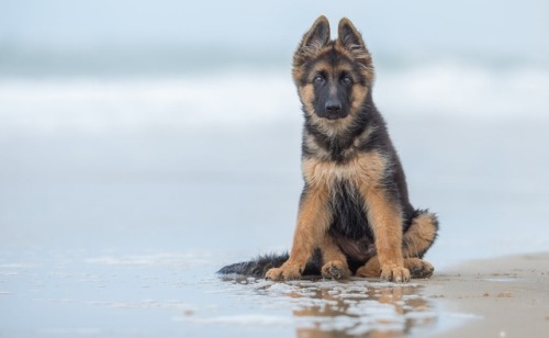 Three-month-old German Shepherd Aiko, resting after a run on a beach in Holland Photograph: Ruud Lau
