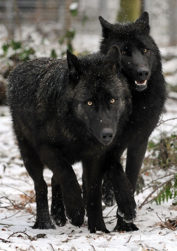 wolveswolves:  Eastern wolves (Canis lupus lycaon) by M. Schonberg