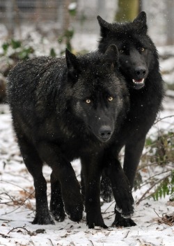 wolveswolves:  Eastern wolves (Canis lupus
