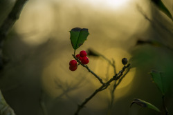 woodsia76:  American holly 