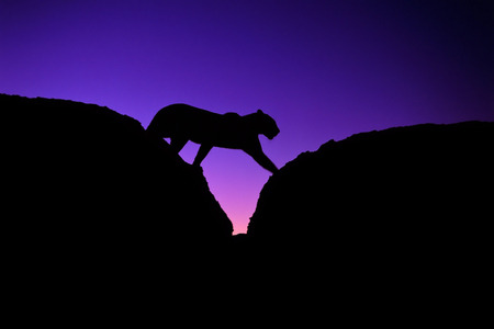 mexicansilverstore:  purple color study