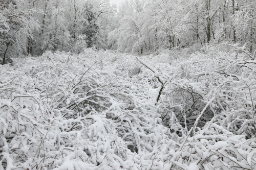 vandaliatraveler:The alder swamp at the West Virginia Botanic Garden this morning. The ice fell firs