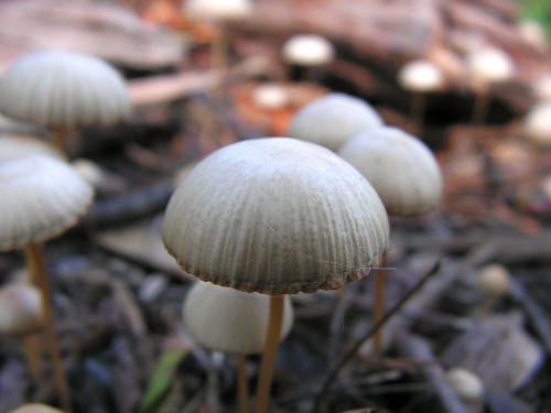 Mushroom Umbrellas 2 by Secret-Photos