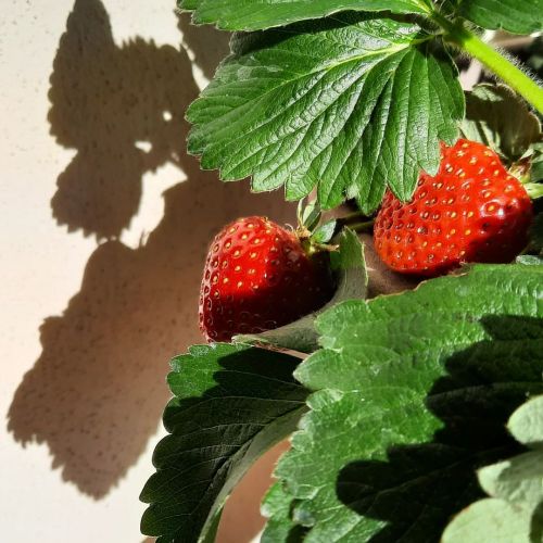Contrasti #strawberry #fruit #frutta #fragole #mystrawberry #red #green #originalphotographer #itali