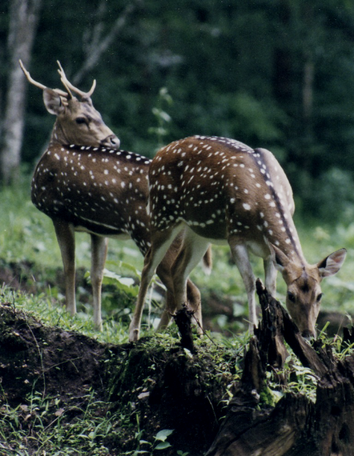 kittenfuentes: absinthius: Spotted Deer look at dat booty