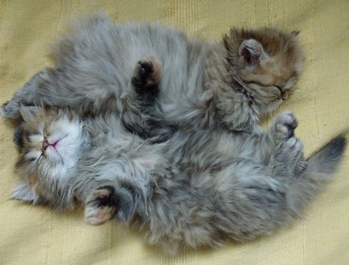 thecutestofthecute: If you are feeling sad today here are some lil floofins to make everything bette