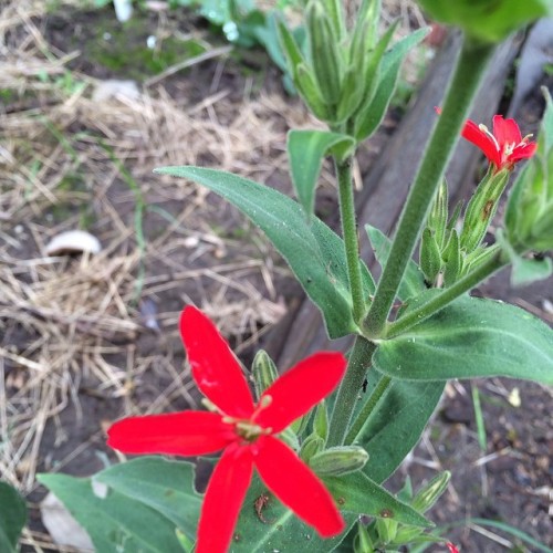 Silene regalia #vscocam #nativeplants