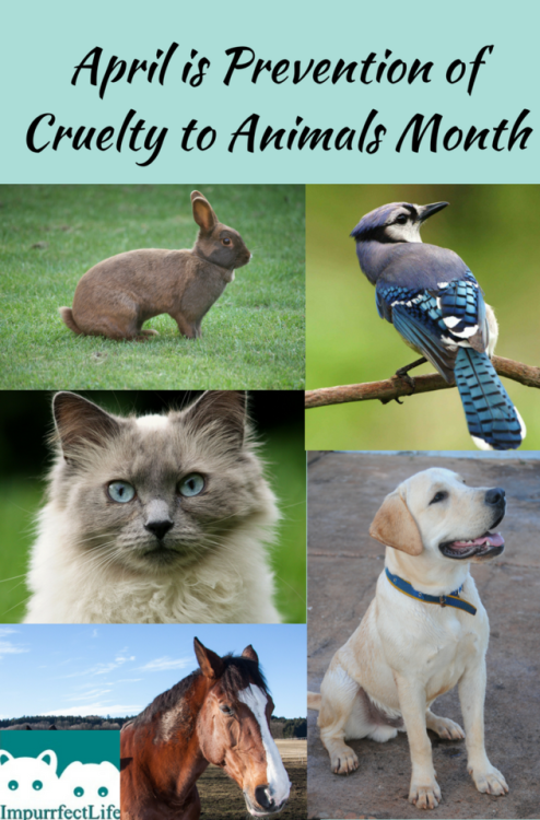 lakenormanhumanenc:April is Prevention of Cruelty to Animals Month