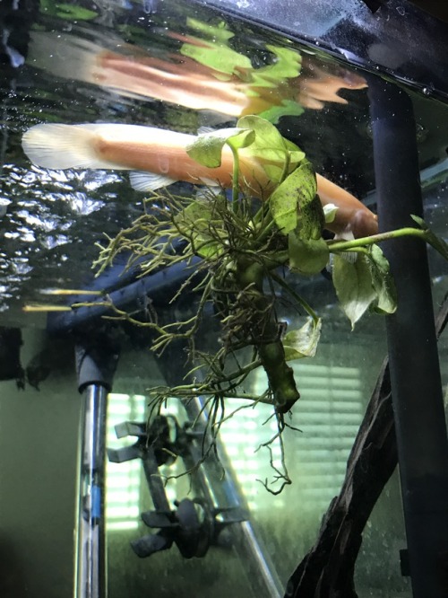 queenscaly:SOMEBODY uprooted the anubias to make himself a floating bed.