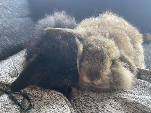 rabbitsoverload:Sisters ��