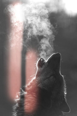 llbwwb:  (via 500px / wolf ;) by Alessia Veronesi) 