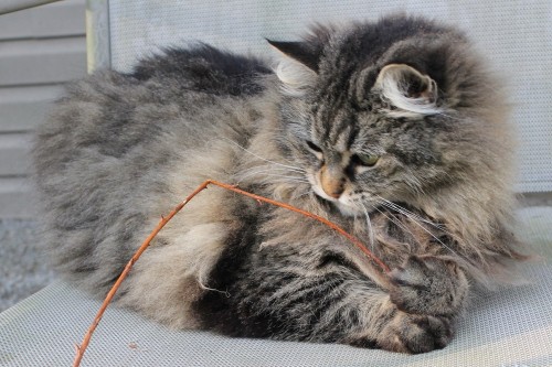 dollsahoy:  thelifeofacatlady:  dollsahoy:  Floof vs Stick  Please tell me it’s actual name is floof.  It is!  We found her last year and started referring to her as The Floofy Cat while we were trying to find her real owners.  No-one ever turned