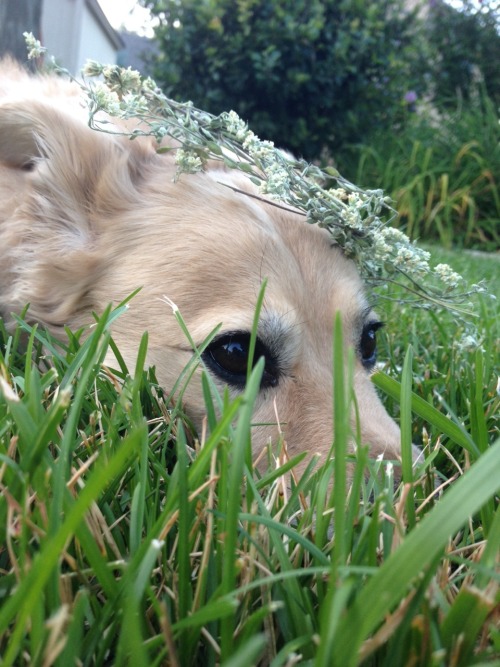 artbun:frillaei:My ugly flower crown turns stupid cute when placed on a pup