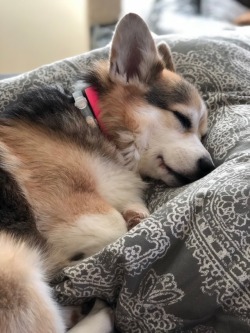 laceythecorgi:  The sweetest.  Mood 