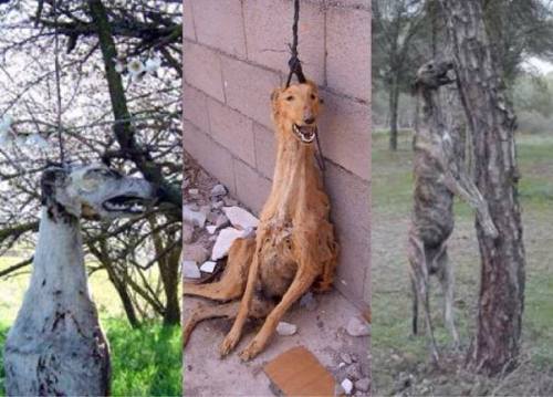 strangewayss:  kellyghost:  xbalmorax:  fighting-for-animals:  Greyhounds, referred to as ‘Galgos’ in Spanish, are commonly used as sporting dogs in Spain. They are most commonly used to hunt hares and other forms of small game. According to the World