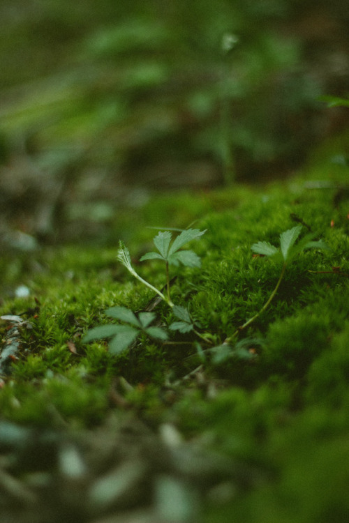 rabbitinthemeadow:A fragrance delivered on the breeze, recalling memories as tender as blossoms //