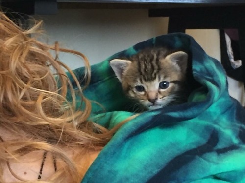 kitteninn:When it’s med time, the kittens find the most awesome places to hide… Oh my goodness 