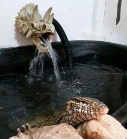 Rate-My-Reptile:  Buy-Skulls:  Every Day Is Spa Day For Our Nile Monitor.  Sit In