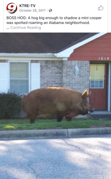 ourladycrackthesatan:eatgeekstudy:earthdad:Bring Me The Boss HogTHIS IS WHY I AM AFRAID OF PIGSWhat do you mean it’s merely “big enough to shadow a mini cooper” that pig IS your new mini cooper.