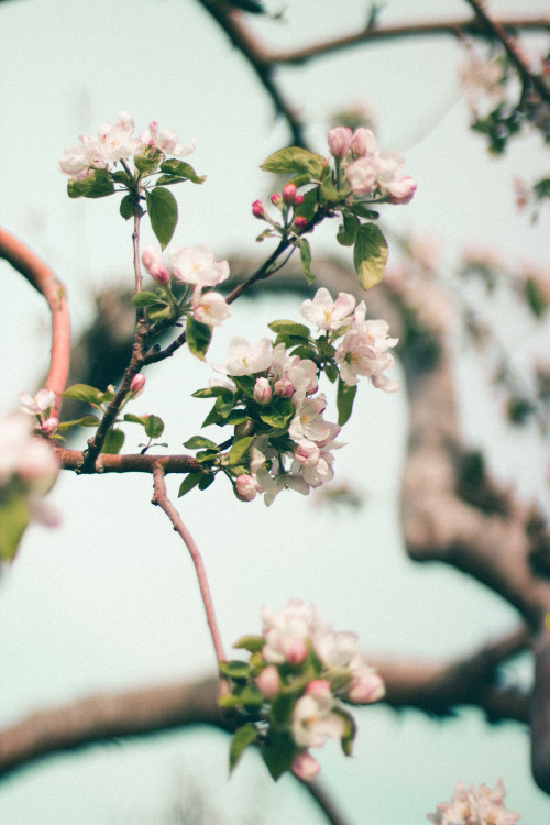 rabbitinthemeadow:And yet, there is gladness in the orchard in May // Part 7