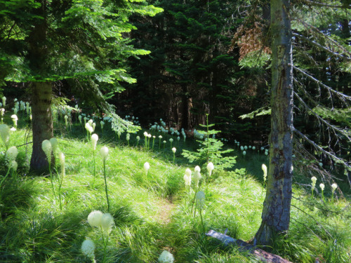 90377:Beargrass meadow along the Blair Lake Trail by yunckette