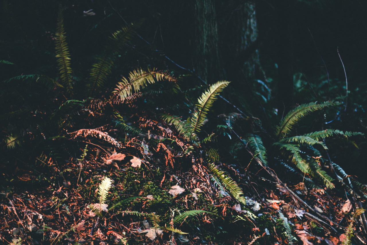 strictly nature