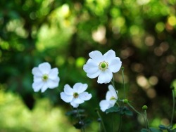 uyamt:  秋明菊（しゅうめいぎく）  Japanese anemone (Anemone hupehensis var. japonica)