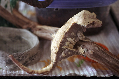 kittendrumstick:  Haven’t posted a gecko update in awhile, so here are some photos from yesterday when I was feeding them. Rosie basically spends all of her time climbing on her cage door until I open it and put food in there. Artemis still hates me,