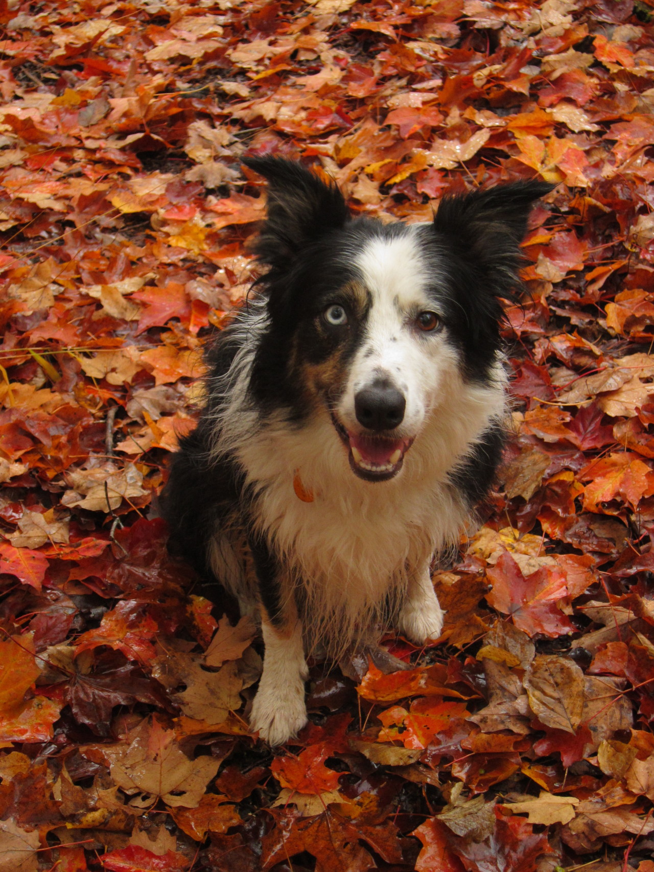 handsomedogs:  Blitz the border collie!  (thegreenbin) 
