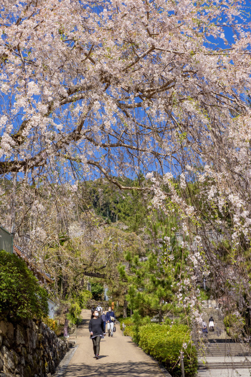 春彩の寺