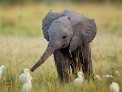 animal-factbook:  Elephants have amazing