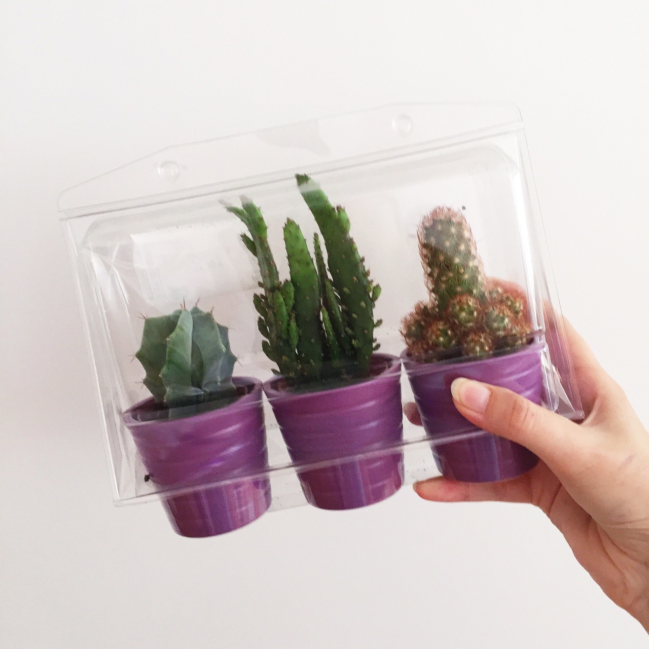 holographic-plants:  bonnesai:  Got these adorable little cacti at Ikea today 🌵