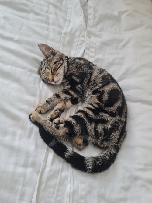 Nini Its Been 2 Months I Rlly Hope Youre Doing Good To Brighten Up Ur Inbox Im Gonna Show U My Cat That