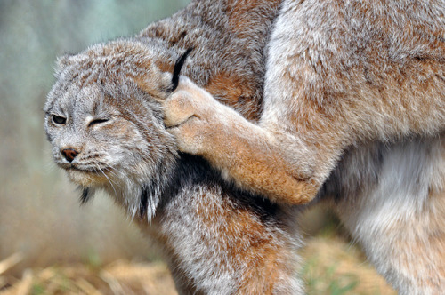 Canadian Lynx (via Robert Fry)