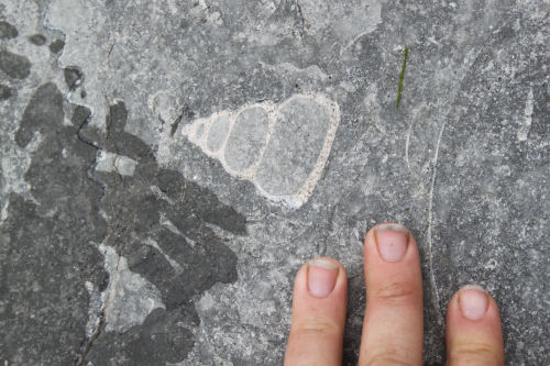 aconitum-napellus: Fossils at Monmouth Beach. Lyme Regis, Dorset. We were all so excited over these!