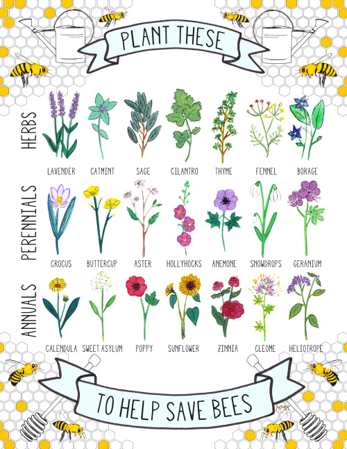 johndarnielle:byhannahrosengren:Plant These To Help Save Bees: 21 Bee-Friendly Plants. Learn more he