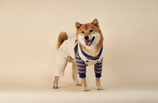 mustardtigress:          