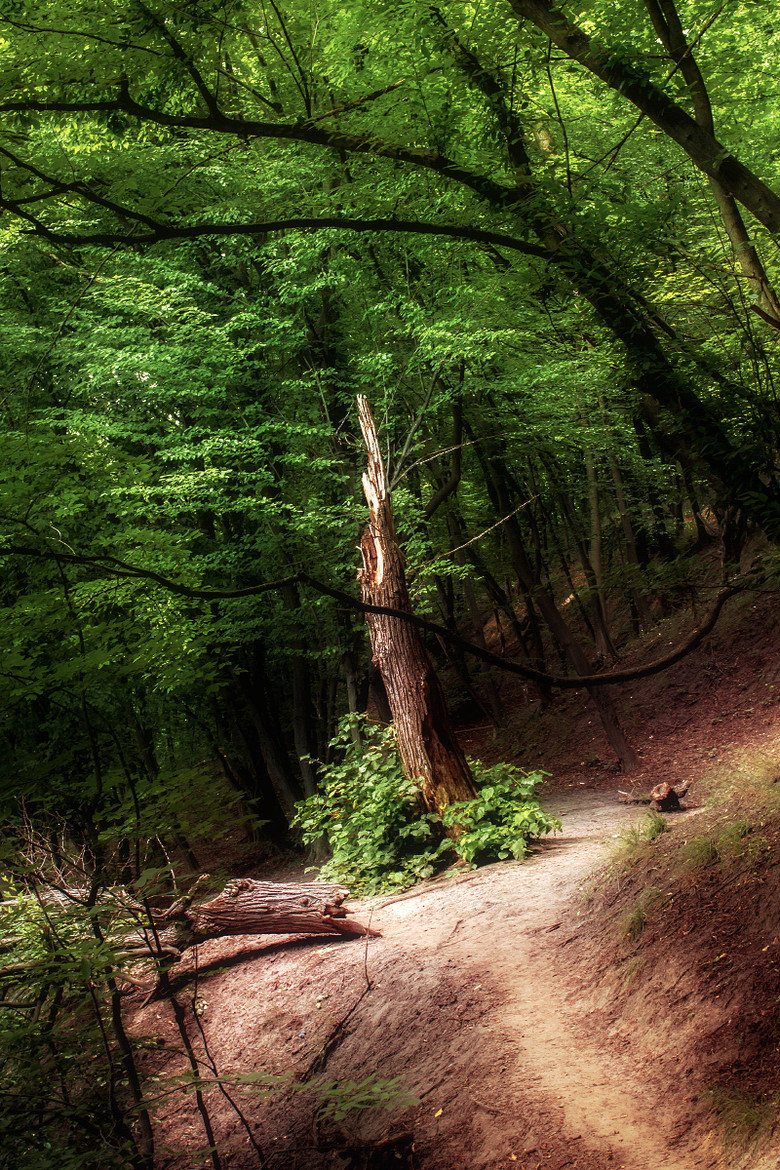 tearingdowndoors:  Summer Forest || Ilya Denchukov / 500px 