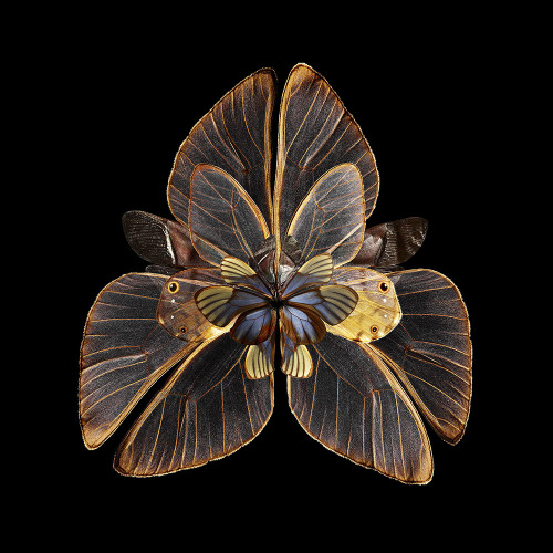 classicalbombshell:jedavu:Blooms of Insect Wings Created by Photographer Seb Janiak@asteria-of-mars 