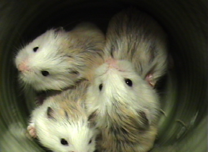 hamsters-in-cups:  Four widdle hammies in a cup… 