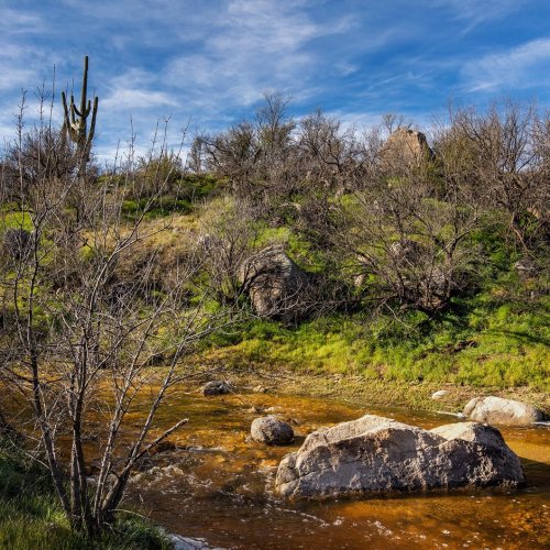 Green and wet desert (3 yrs ago) . . . . #catalinastatepark #visittucson #arizona #azstateparks #azv